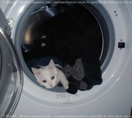 Photo de Chat domestique