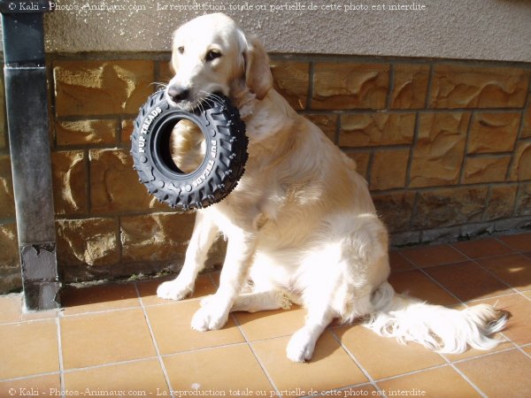 Photo de Golden retriever