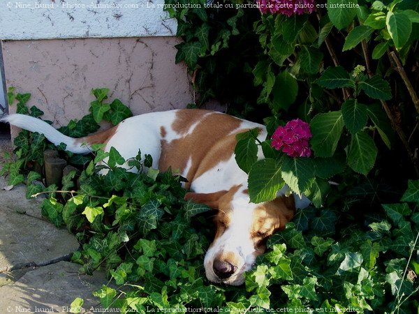 Photo de Basset hound