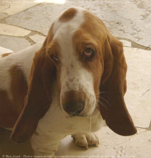 Photo de Basset hound