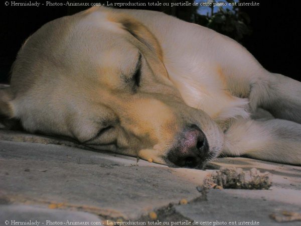 Photo de Labrador retriever