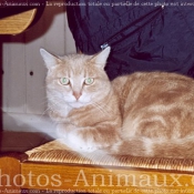 Photo de Chat domestique