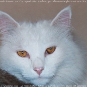 Photo d'Angora turc