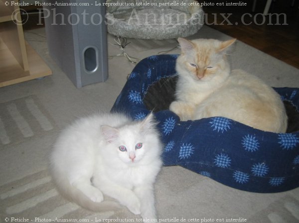 Photo de Ragdoll