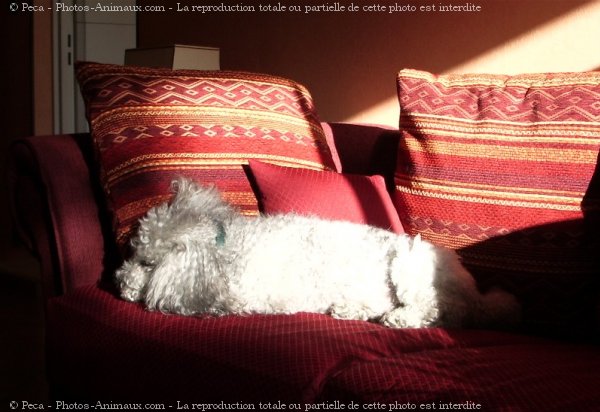 Photo de Caniche moyen