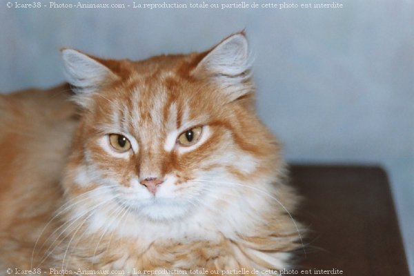 Photo de Chat domestique