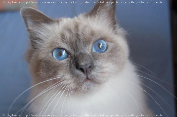 Photo de Sacr de birmanie