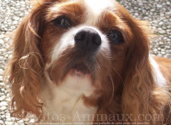 Photo de Cavalier king charles spaniel