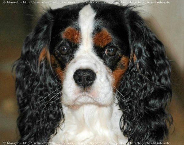 Photo de Cavalier king charles spaniel