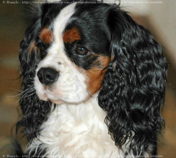 Photo de Cavalier king charles spaniel