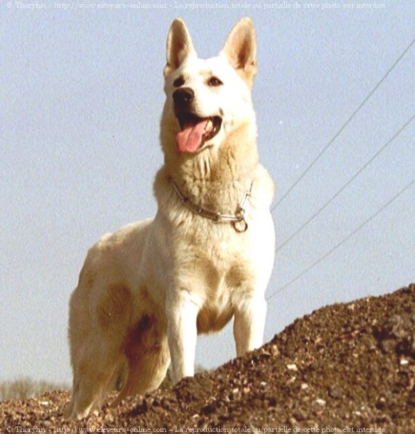 Photo de Berger blanc suisse