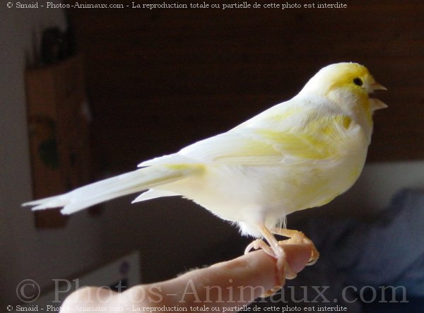 Photo de Canari