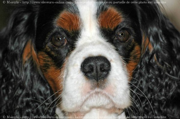 Photo de Cavalier king charles spaniel