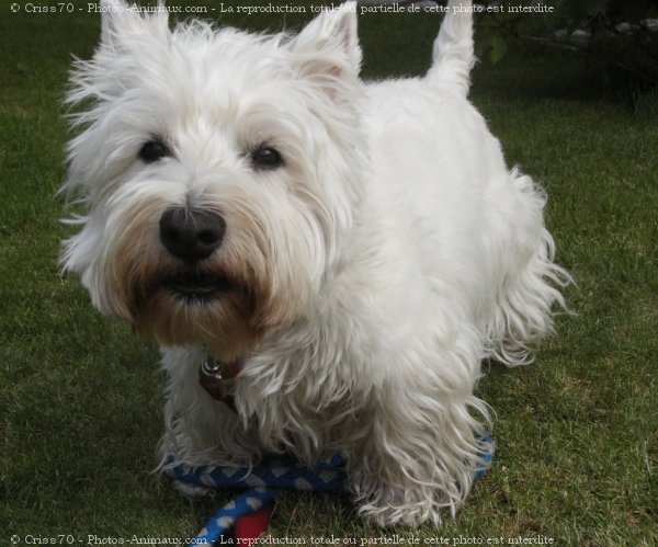 Photo de West highland white terrier