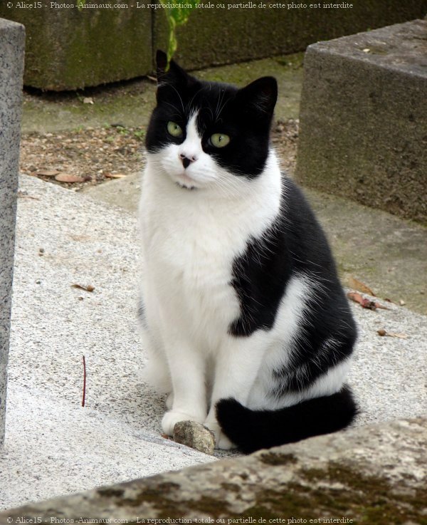 Photo de Chat domestique