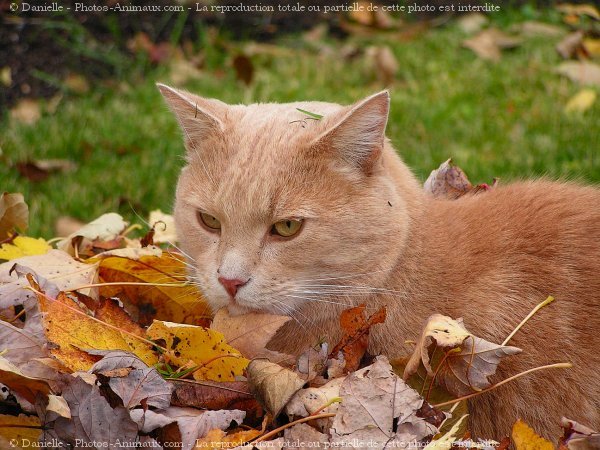 Photo de Chat domestique