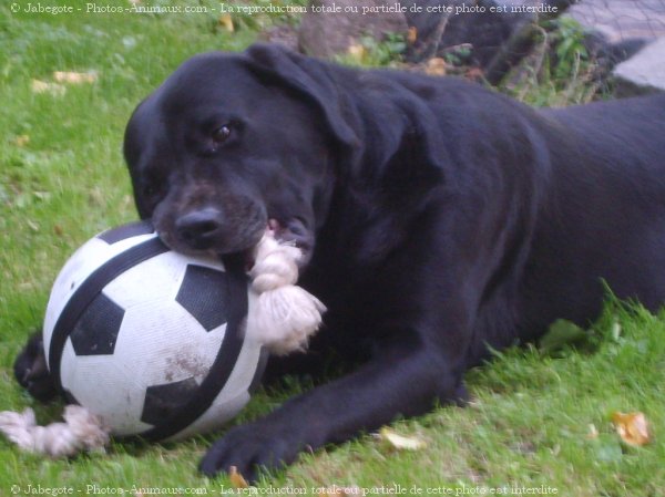 Photo de Labrador retriever