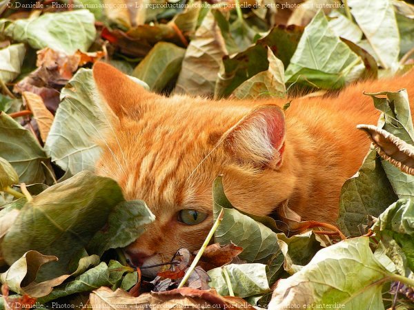 Photo de Chat domestique