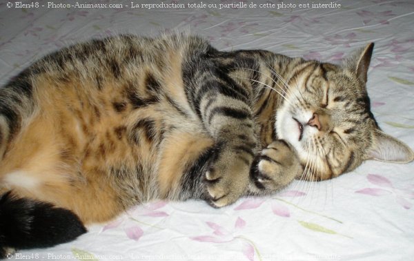 Photo de Chat domestique