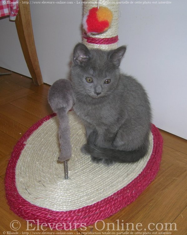 Photo de Chartreux