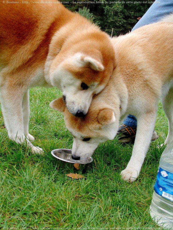 Photo d'Akita inu