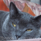 Photo de Chartreux