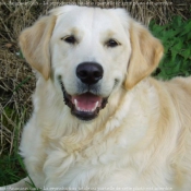 Photo de Golden retriever