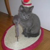 Photo de Chartreux