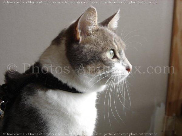 Photo de Chat domestique