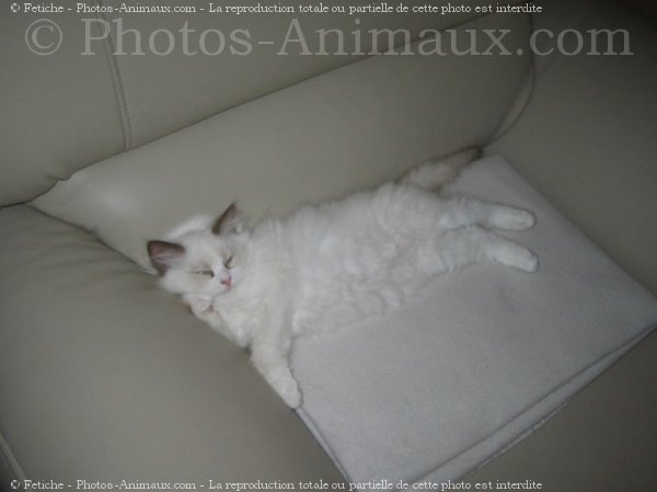 Photo de Ragdoll