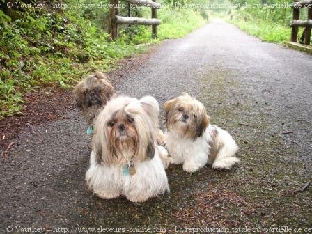 Photo de Shih tzu