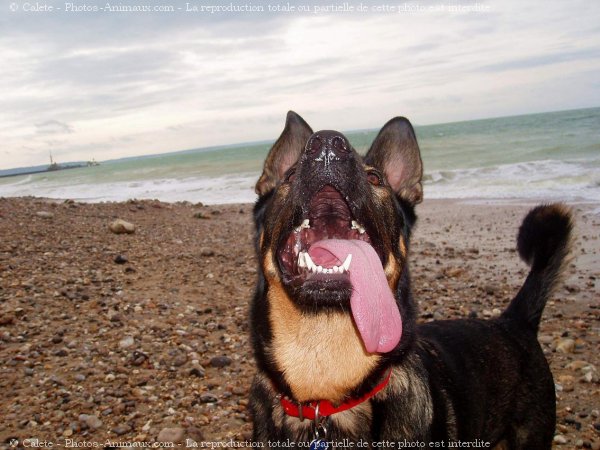 Photo de Croisement