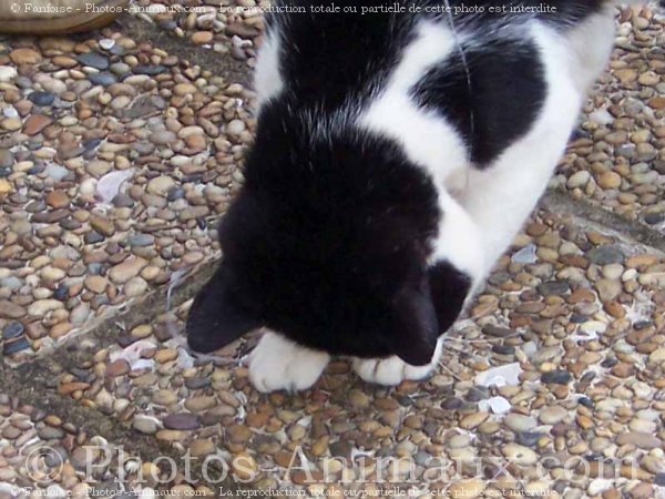 Photo de Chat domestique