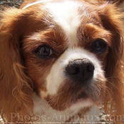 Photo de Cavalier king charles spaniel