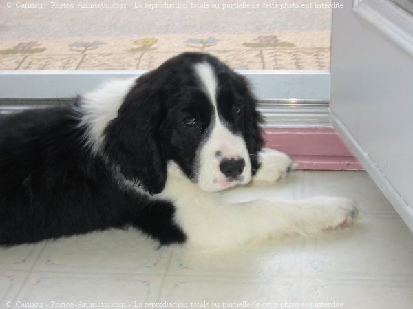 Photo d'English springer spaniel