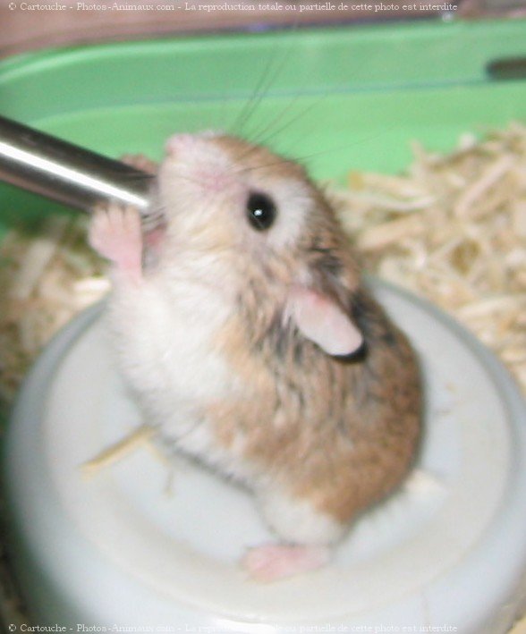 Photo de Hamster