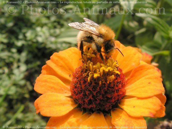 Photo d'Abeille