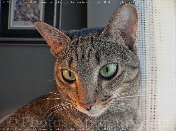 Photo d'Ocicat