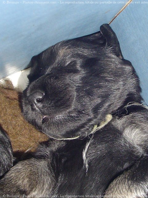 Photo de Chien de berger de la serra aires