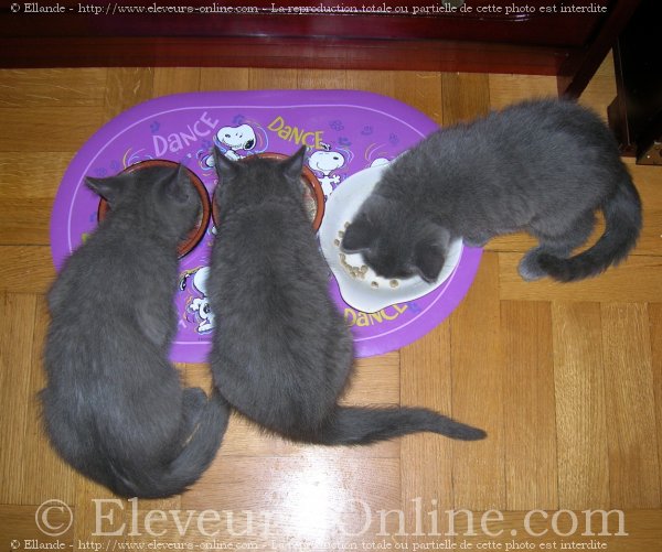 Photo de Chartreux