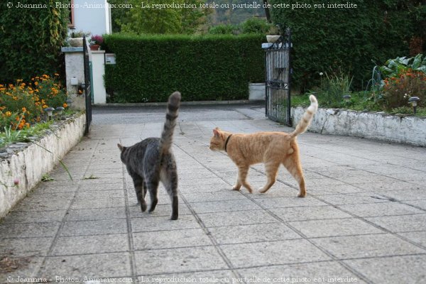 Photo de Chat domestique