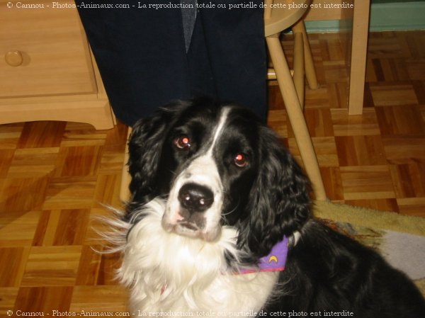 Photo d'English springer spaniel