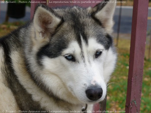 Photo de Husky siberien