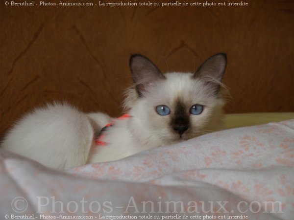 Photo de Sacr de birmanie