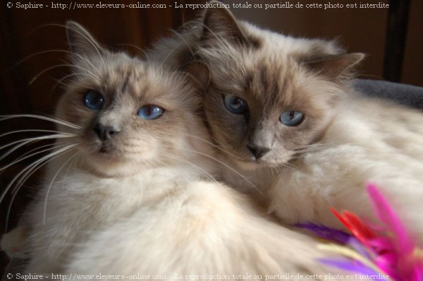 Photo de Sacr de birmanie