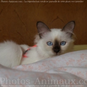 Photo de Sacr de birmanie