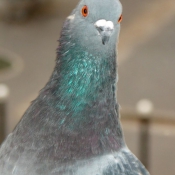 Photo de Pigeon