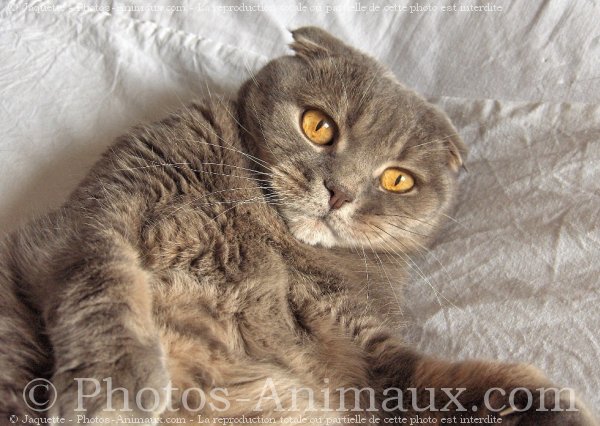 Photo de Scottish fold