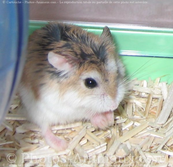 Photo de Hamster