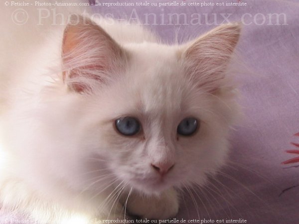 Photo de Ragdoll